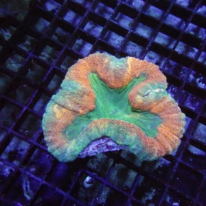 Lobophyllia