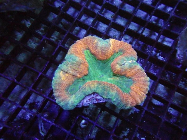 Lobophyllia