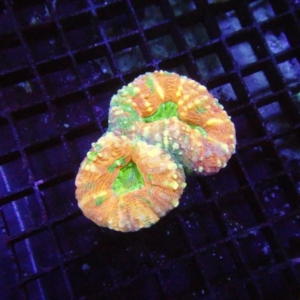 Lobophyllia