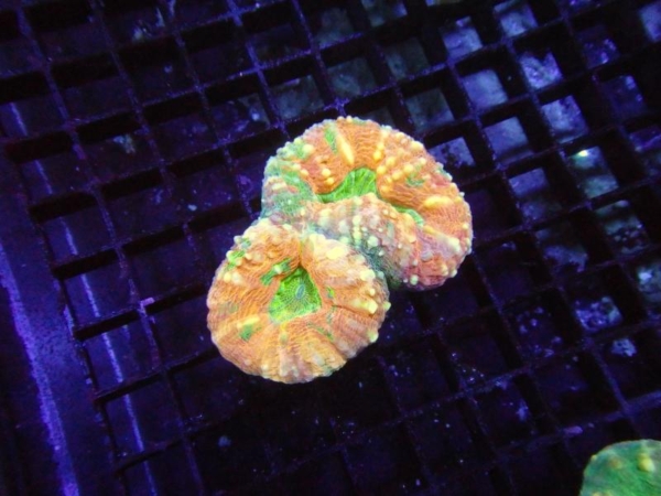 Lobophyllia