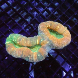 Lobophyllia