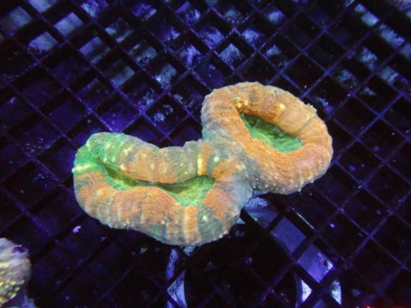 Lobophyllia