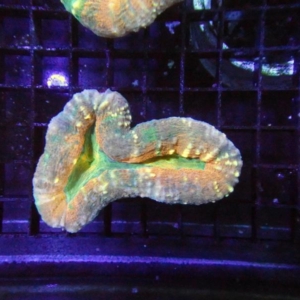 Lobophyllia
