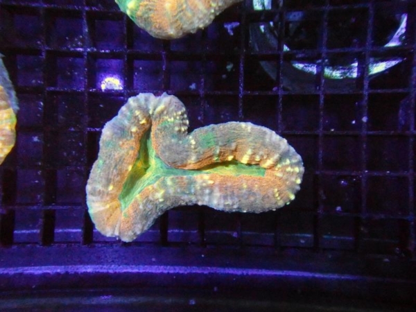 Lobophyllia