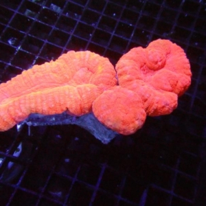 Lobophyllia