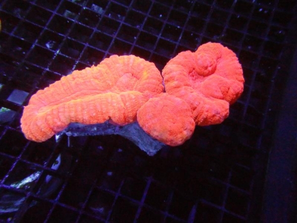 Lobophyllia