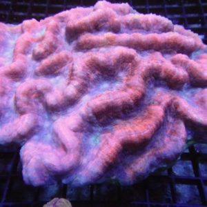 Symphyllia