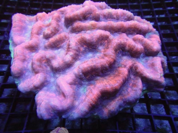Symphyllia