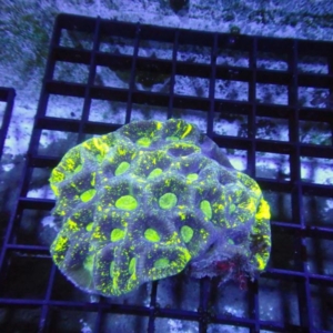 Goniastrea