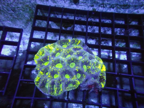 Goniastrea