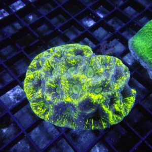 Goniastrea
