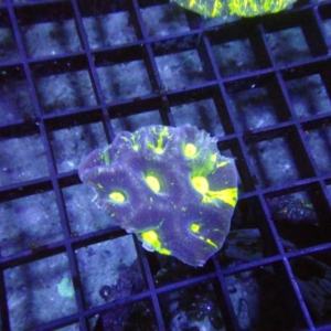 Goniastrea