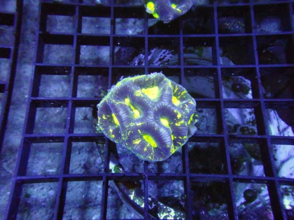 Goniastrea