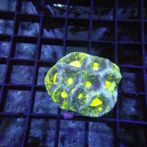 Goniastrea