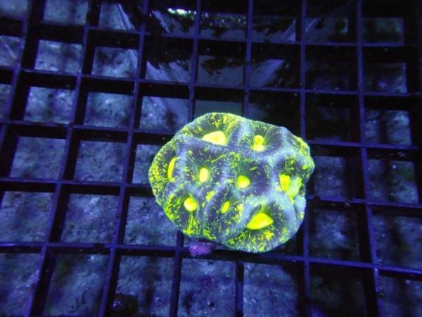 Goniastrea