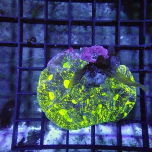Goniastrea