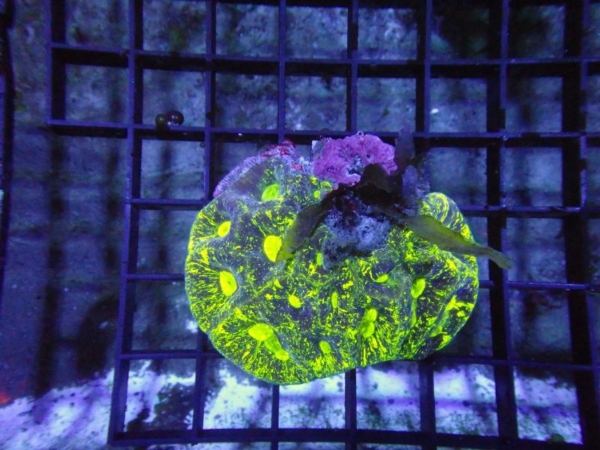 Goniastrea