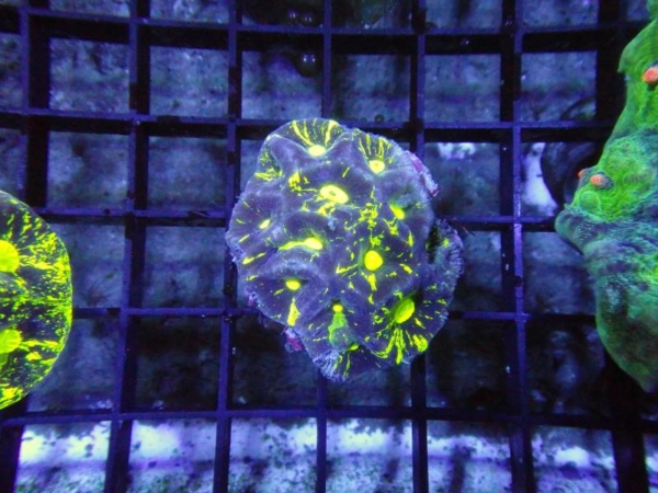 Goniastrea