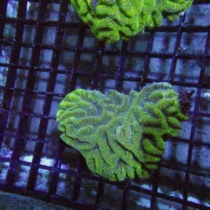Platygyra