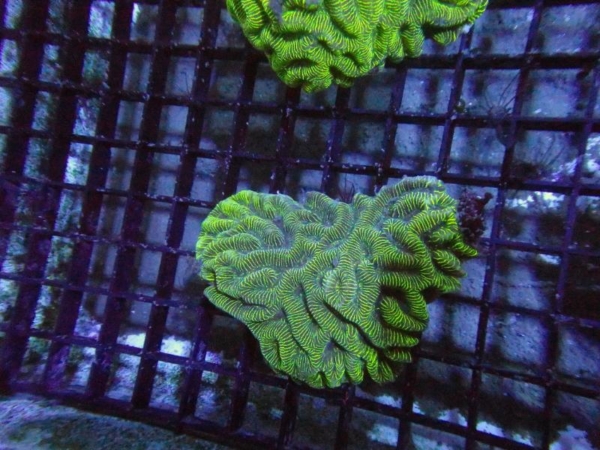 Platygyra