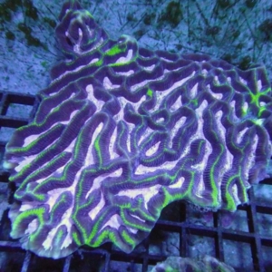 Platygyra