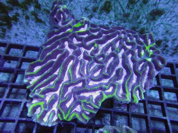 Platygyra