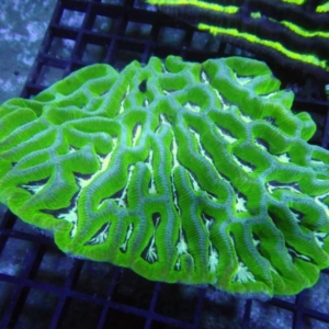 Platygyra