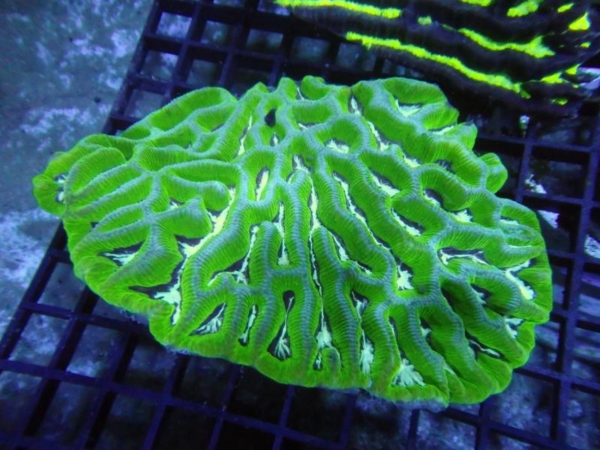 Platygyra