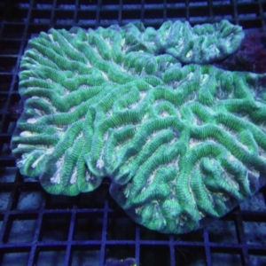 Platygyra