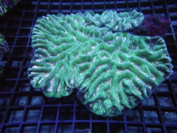 Platygyra