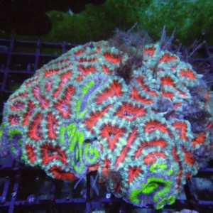 Aussie Acan
