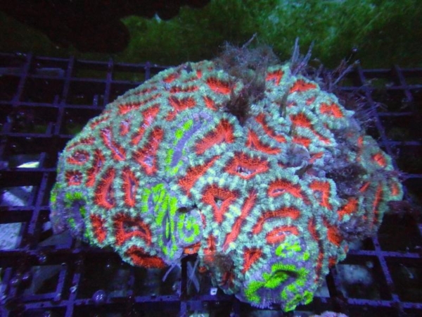Aussie Acan