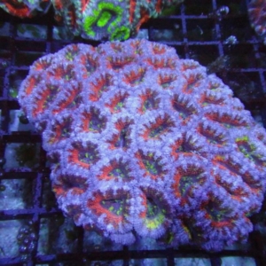 Aussie Acan