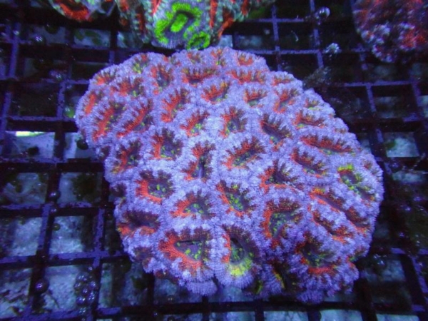 Aussie Acan