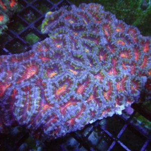 Aussie Acan