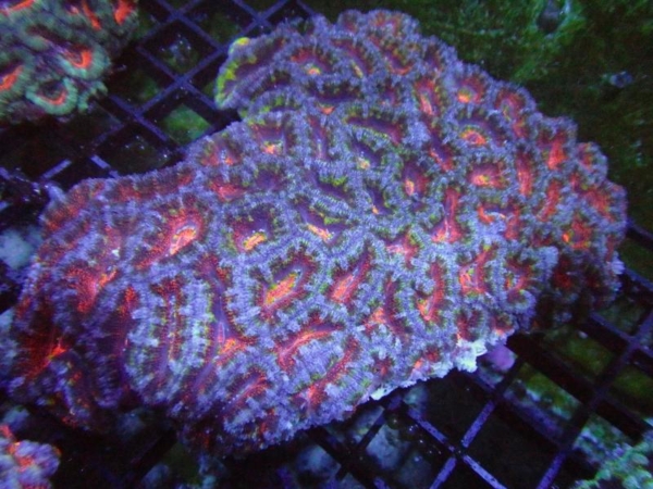 Aussie Acan