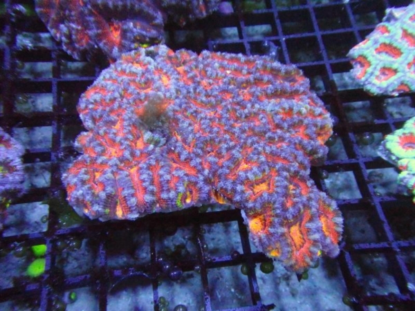 Aussie Acan