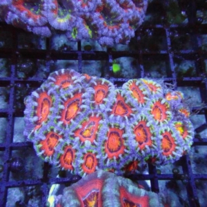 Aussie Acan