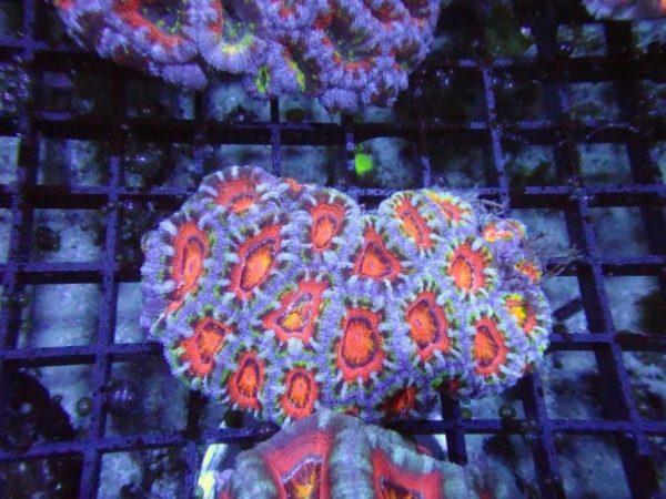 Aussie Acan