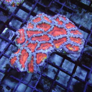 Aussie Acan