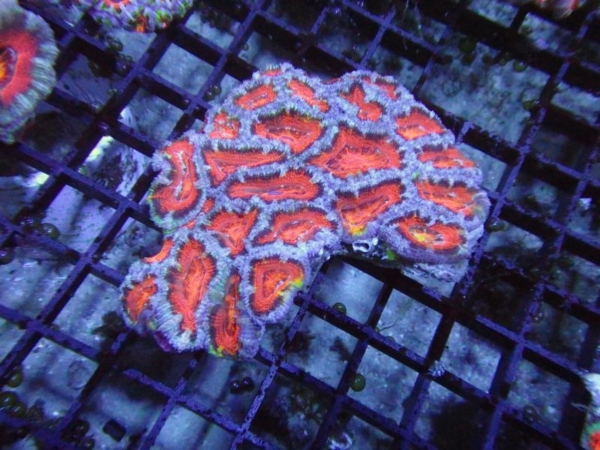 Aussie Acan