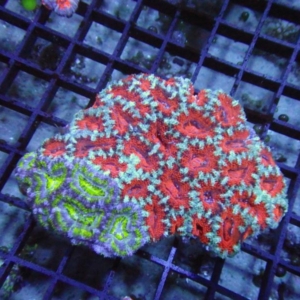 Aussie Acan