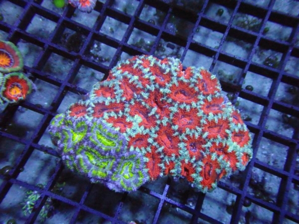Aussie Acan