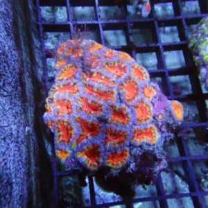 Aussie Acan