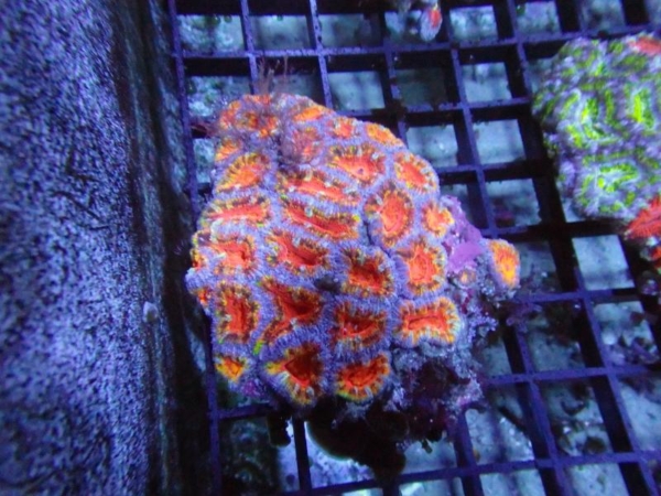 Aussie Acan
