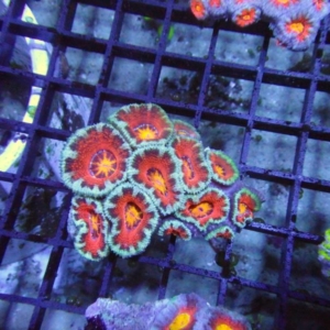 Aussie Acan