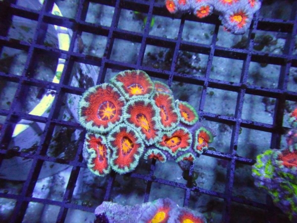 Aussie Acan