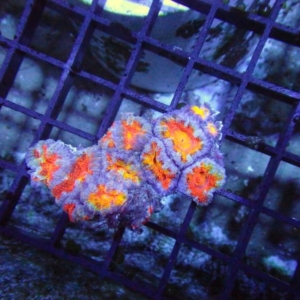 Aussie Acan
