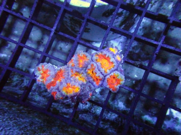 Aussie Acan