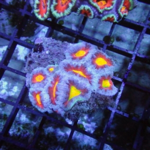Aussie Acan